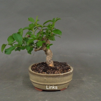Preview: Bonsai, Baumwürger, links